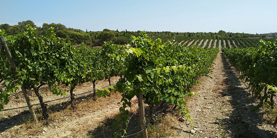 Vignes dans l'Aude