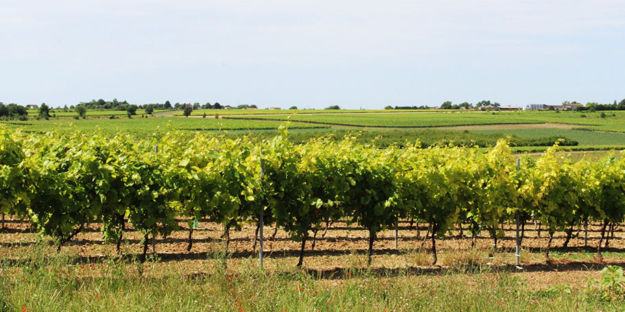 Photo de vignoble en Charente