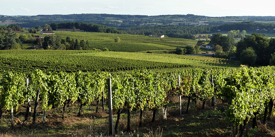 vignoble de Monbazillac