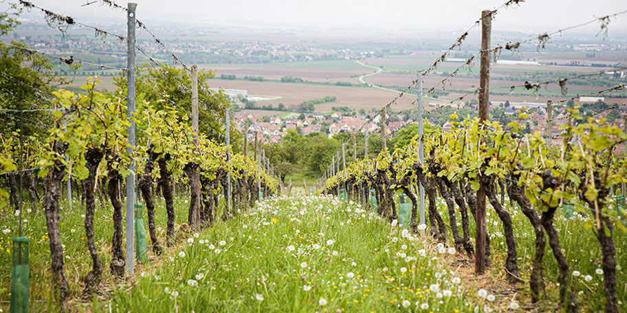 Vignes du Languedoc Roussillon