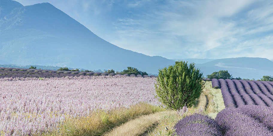 Photo champ de lavande en Provence