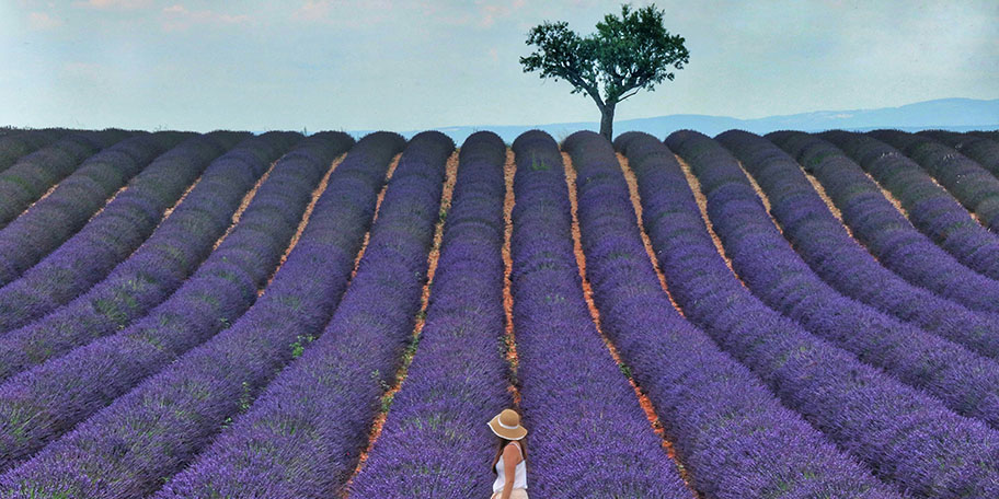 The Lavender Fields