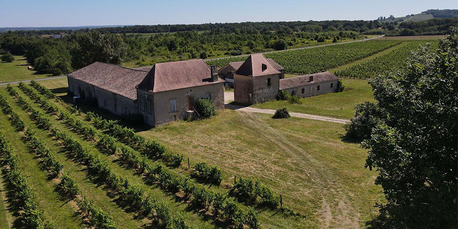 Vineyard
