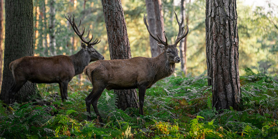 Forêt de Rambouillet