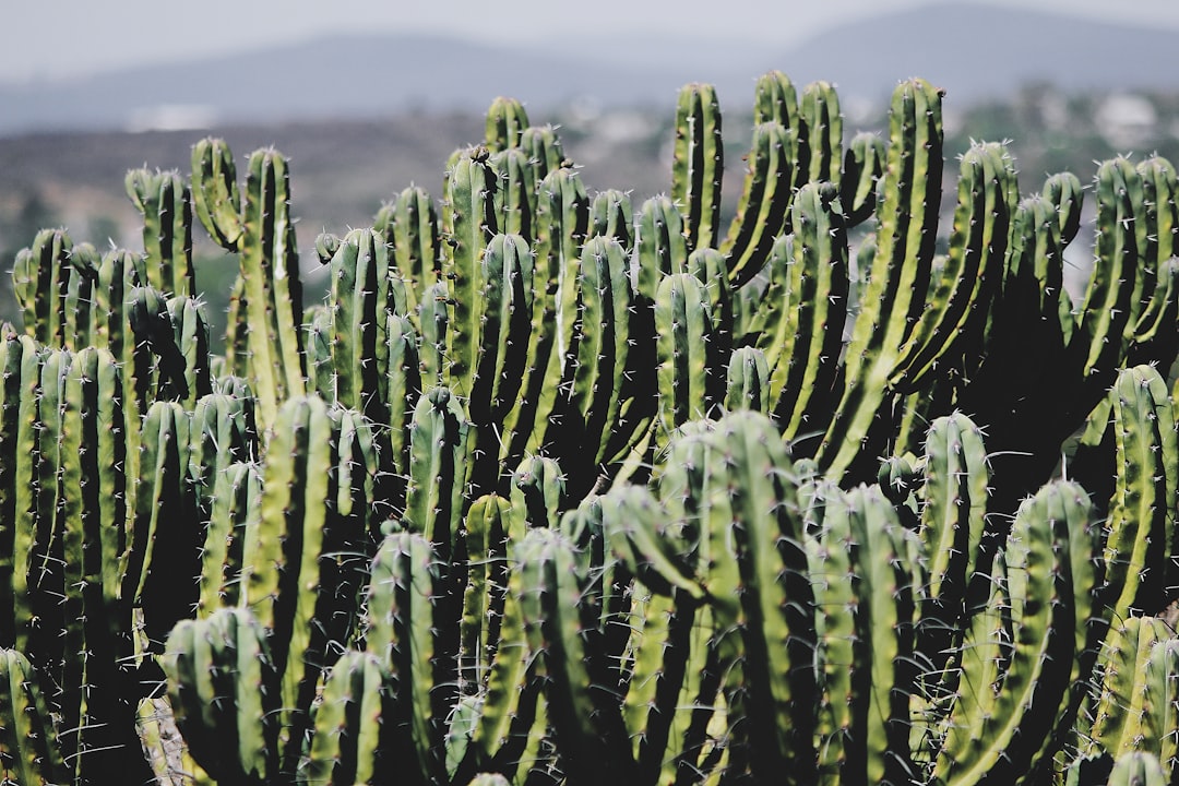 Best places in Mexico for expat families