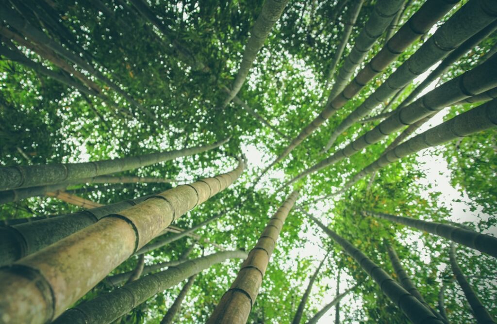 Does Brazil offer a retirement visa and what are the requirements?