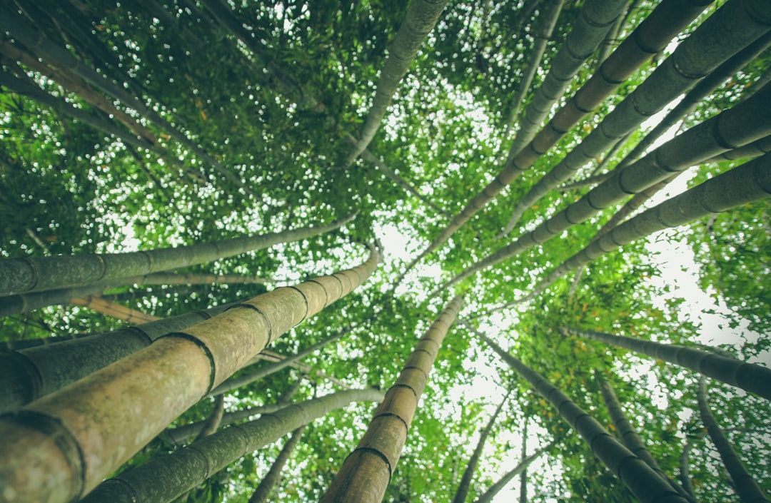Does Brazil offer a retirement visa and what are the requirements?