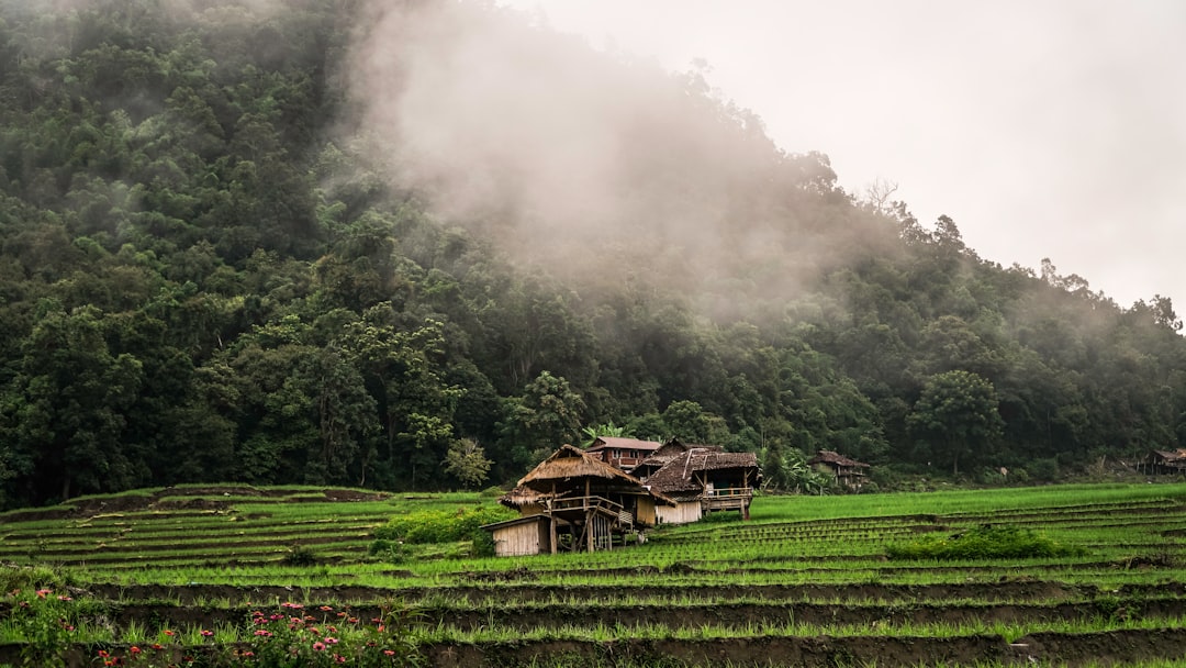 Haustiere in Thailand: Worauf Tierhalter beim Immobilienkauf achten sollten