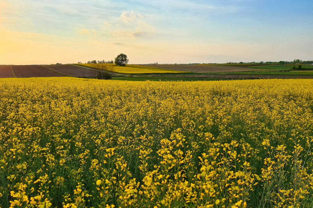 Inheritance laws in Croatia: planning for your property's future