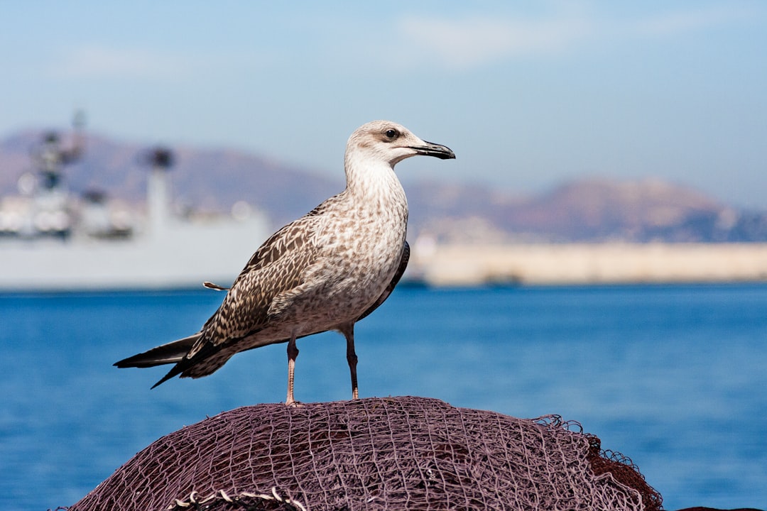 Marbella oder Estepona – welcher Ort an der Costa del Sol passt zu Ihnen?