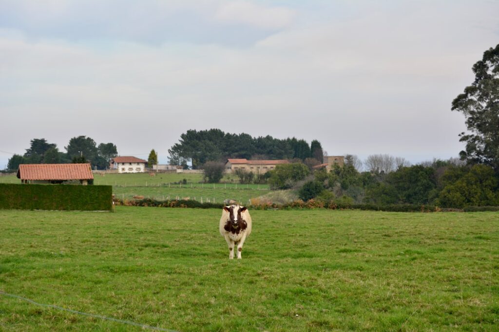 a cow standing in a field with a house in the background