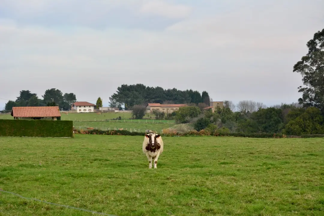 a cow standing in a field with a house in the background