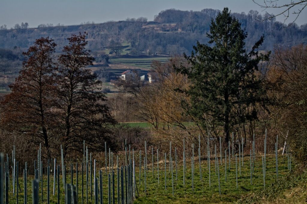 a field with trees and a house in the distance