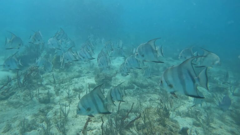 Combien de temps faut-il pour acheter une maison au Mexique ?