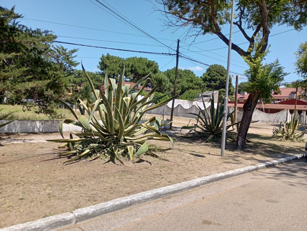 Покупка недвижимости через компанию в Мексике: когда это целесообразно?