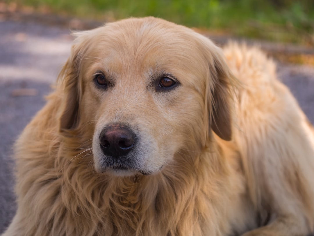 Pravni koraci i dokumentacija za kupnju nekretnine u Hrvatskoj