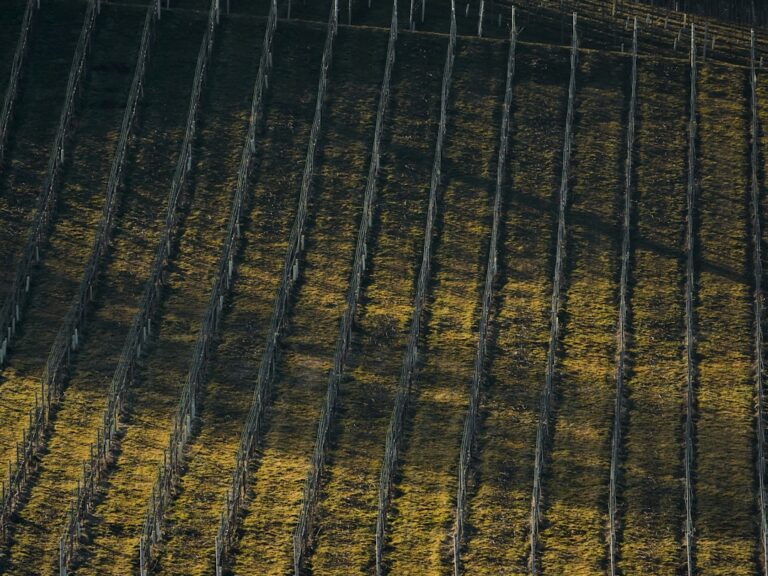 Marché immobilier en Champagne-Ardennes : Reims dynamique, campagnes abordables