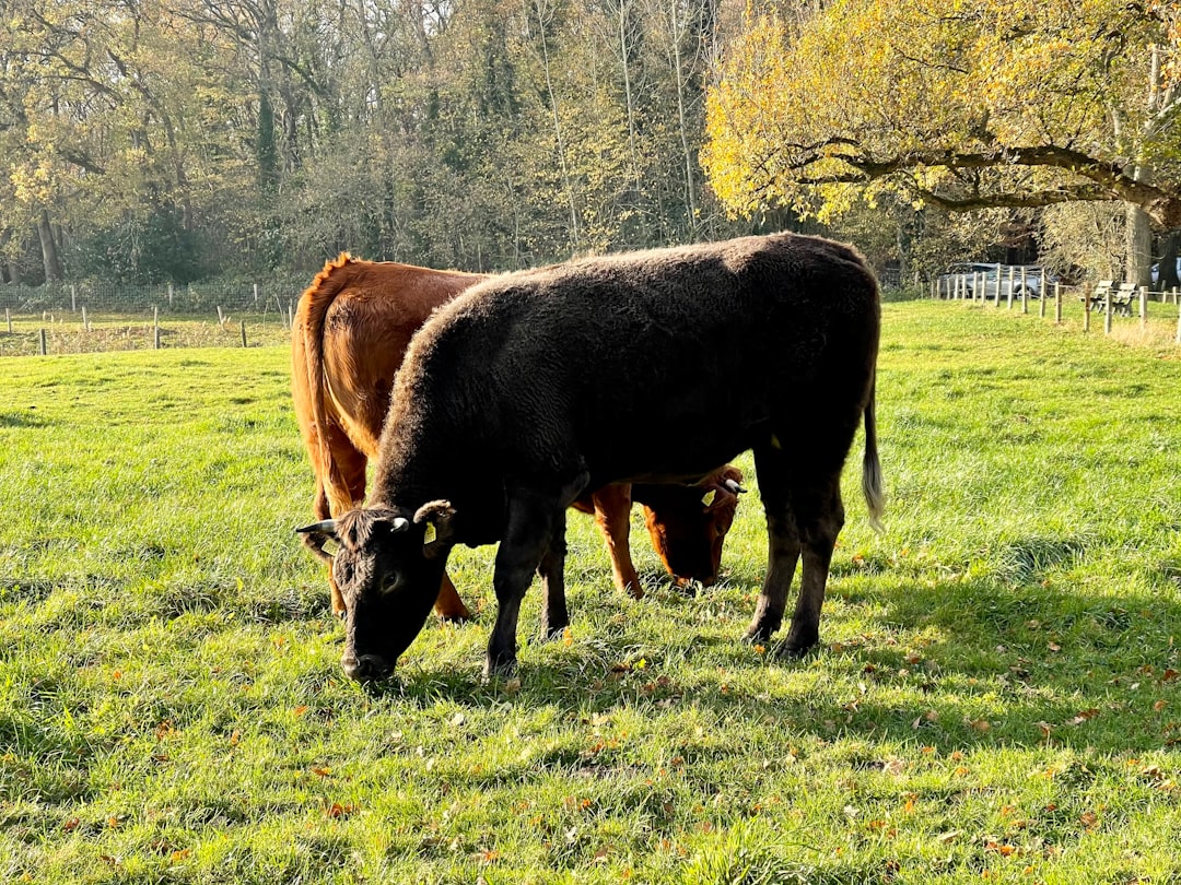 Vivre en Limousin : paradis rural et immobilier abordable