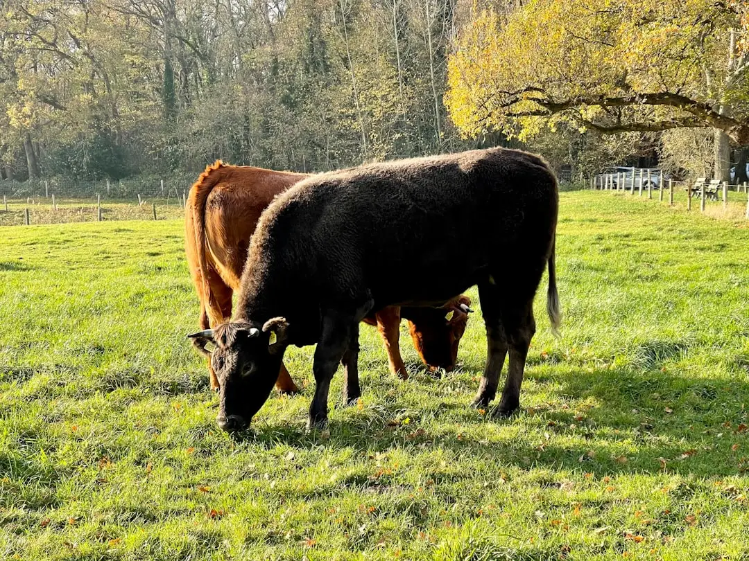 Vivre en Limousin : paradis rural et immobilier abordable