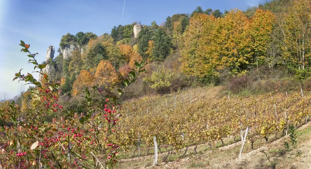 Vivre en Bourgogne : art de vivre entre vignobles et patrimoine