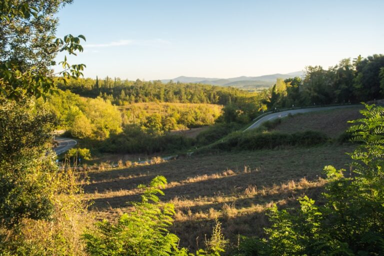 Où acheter en Champagne-Ardenne ? Vignoble, ville ou village
